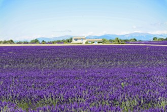 Rows of blooming lavender under a bright blue sky, Blooming lavender field (Lavandula