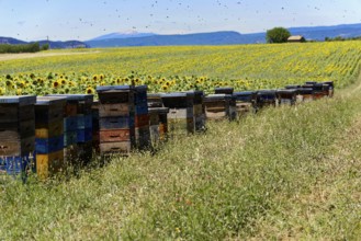 Beehives on a green meadow next to a sunflower field under a blue sky, Provence, Département