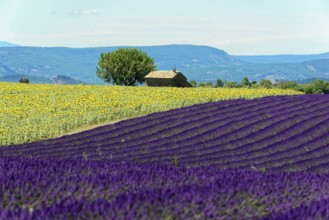 Rows of blooming lavender under a bright blue sky, Blooming lavender field (Lavandula