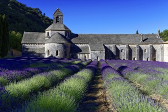 Picturesque monastery with a rich carpet of lavender flowers under a clear blue sky, Cistercian