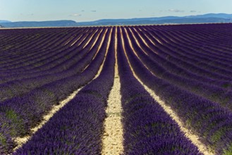 Rows of blooming lavender under a bright blue sky, Blooming lavender field (Lavandula