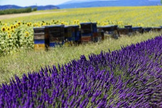Lush lavender fields next to colourful beehives and bright sunflowers, Provence, Département