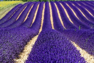 Rows of flowering lavender under a bright blue sky, Flowering lavender field (Lavandula