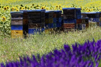 Beehives next to lavender and sunflowers, a living natural landscape, Provence, Département