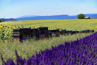Lavender field in front of beehives and sunflowers, embedded in a mountain landscape, Provence,