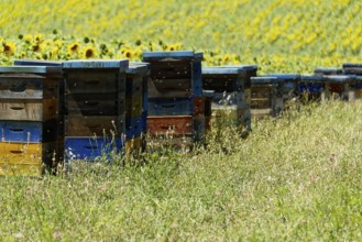 Beehives in a meadow with sunflowers in the background and flying bees, Provence, Département