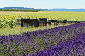 Beehives between lavender and sunflower fields in a summer setting, Provence, Département