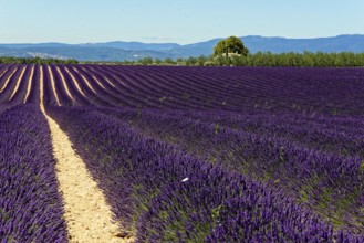 Rows of blooming lavender under a bright blue sky, Blooming lavender field (Lavandula