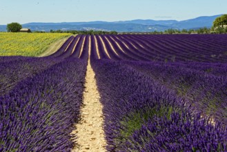 Purple lavender fields in a natural setting with hills and sky, Provence, Département