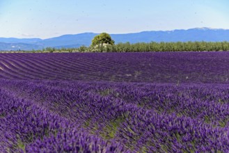 Rows of blooming lavender under a bright blue sky, Blooming lavender field (Lavandula