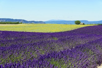 Rows of blooming lavender under a bright blue sky, Blooming lavender field (Lavandula