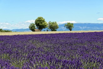 Rows of blooming lavender under a bright blue sky, Blooming lavender field (Lavandula