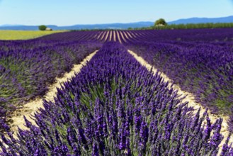 Rows of blooming lavender under a bright blue sky, Blooming lavender field (Lavandula