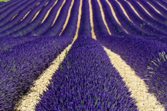 Rows of flowering lavender under a bright blue sky, Flowering lavender field (Lavandula