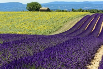 Waves of lavender and sunflowers against a mountain backdrop, a house in the centre, Provence,