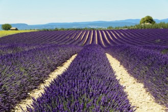 Rows of flowering lavender under a bright blue sky, Flowering lavender field (Lavandula