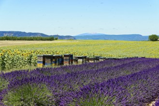 Rows of blooming lavender under a bright blue sky, Blooming lavender field (Lavandula