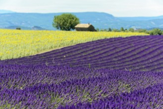 Rows of blooming lavender under a bright blue sky, Blooming lavender field (Lavandula
