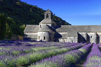 Picturesque monastery with a rich carpet of lavender flowers under a clear blue sky, Cistercian