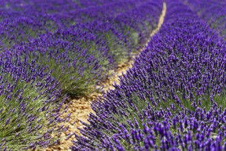 Close-up of a path through a dense lavender field in daylight, Provence, Département