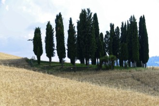Cypress trees stand on a hill, surrounded by fields, with shade in the afternoon, south of Pienza,