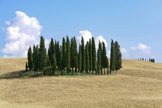Group of cypress trees on a gentle hill under a clear blue sky with scattered clouds, south of
