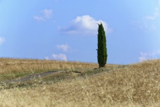A single cypress stands alone in a wheat field under a blue sky, south of Pienza, Tuscany, Italy