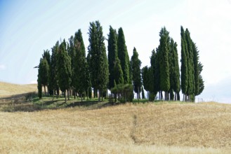 A group of cypress trees stands on a hill surrounded by golden grasses, south of Pienza, Tuscany,