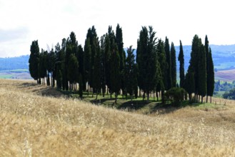 Shadow play of a row of cypresses on a hill under a sunny sky, south of Pienza, Tuscany, Italy