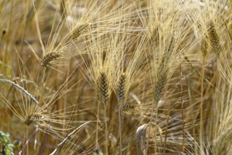 Close-up of golden ears of wheat in the field, shining in the sun, south of Pienza, Tuscany, Italy