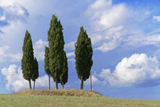 Three cypress trees on a hill under a blue sky with white clouds, south of Pienza, Tuscany, Italy