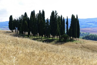 A group of cypress trees stands on a hill with golden fields in the foreground, south of Pienza,
