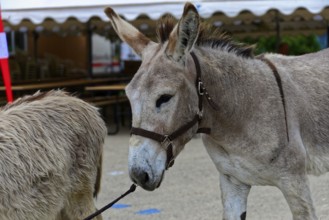 Two donkeys with halters stand at a fair in front of a tent, Provence, Département