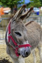 Brown donkey with red halter stands in the foreground, background blurred, Provence, Département