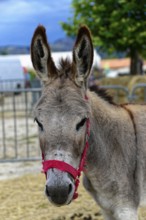Grey donkey with red halter standing in front of a fence outside, Provence, Département