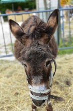 Brown donkey with halter standing on hay and looking down, Provence, Département