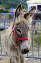 Donkey portrait with red halter, close to the fence, on a farm, Provence, Département