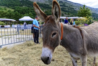 Donkey on a farm, surrounded by a rural landscape and visitors, Provence, Département