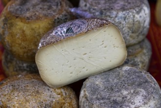 Rustic cheese wheels showing their different rinds and textures, Provence, Département