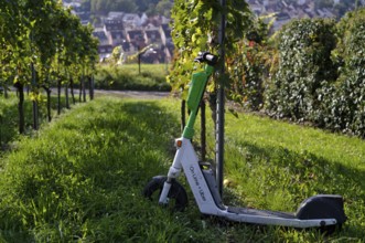 E-scooter, electric scooter, scooter parked in the vineyard next to vines, in the bike rental of