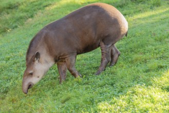 A South American tapir (Tapirus terrestris) runs across a green meadow, looking for food. Captive
