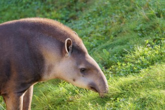 Portrait of a male South American tapir (Tapirus terrestris). Captive