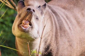 A male South American tapir (Tapirus terrestris) displays flehmen in a clearing. Captive
