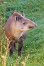A South American tapir (Tapirus terrestris) runs through the undergrowth at the edge of the forest