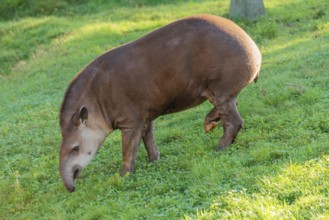 A South American tapir (Tapirus terrestris) runs across a green meadow, looking for food. Captive