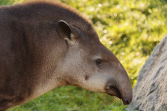 Portrait of a male South American tapir (Tapirus terrestris). Captive
