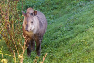 A South American tapir (Tapirus terrestris) runs through the undergrowth at the edge of the forest