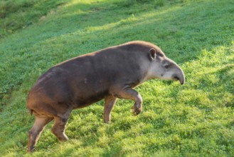 A South American tapir (Tapirus terrestris) runs across a green meadow, looking for food. Captive