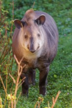 A South American tapir (Tapirus terrestris) runs through the undergrowth at the edge of the forest