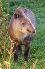 A South American tapir (Tapirus terrestris) runs through the undergrowth at the edge of the forest